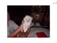 Price: $850
This advertiser is not a subscribing member and asks that you upgrade to view the complete puppy profile for this Maltese, and to view contact information for the advertiser. Upgrade today to receive unlimited access to NextDayPets.com. Your