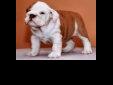 Price: $140
We have some Adorable English Bulldog puppies which we are willing to giveout to any lovely and caring home, these puppies are pure breedEnglish puppies and are 10 weeks old, they are both home and pottytrained and they have all their health