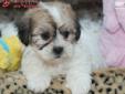 Price: $1395
ADORABLE DESIGNER BREED WHICH IS HYPO-ALLERGENIC AND NON SHEDDING. SHE HAS A BRAUTIFUL THICK FLUFFY COAT WITH THE SWEETEST CALM LOVING PERSONALITY. SHE IS A LAY IN YOU BED TYPE OF PUPPY. GENDER : FEMALE BIRTHDAY : 4/5/2013 WEIGHT : 2.5 to