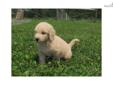 Price: $800
At http://www.angelbreezepuppies.com, This is GOLDENDOODLE DORY (F) - DORY is a fantastic puppy. She?s a pretty and fun-loving F1 Goldendoodle. Ready to be picked up by July 05,2013. Dean and Erma Yoder live in Beautiful Coshocton County Ohio