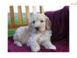 Price: $875
At http://www.albarkkennels.com, This is GOLDENDOODLE HANNI (F) - HANNI is a fantastic puppy. She?s a pretty and fun-loving F1 Goldendoodle. Ready to be picked up by May 17,2013. The Kauffman family lives in beautiful Oakland, Maryland and