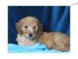 Price: $875
At http://www.albarkkennels.com this is F1b GOLDENDOODLE: KIANA (F). KIANA is a beautiful puppy has a fun-loving and bouncy personality that will always put a smile on your face. Ready for your home now. The Kauffman family lives in beautiful