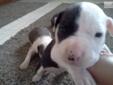 Price: $800
AKC registered American Staffordshire Terriers. Champion bloodline (Woods,Cirkle-C,Ruffian). Maternal great-grandmother is AKC Best of Breed 2006--CH. Ridalls Im Picture Perfect. Mom is a beautiful blue/white & Dad is a big black/white.