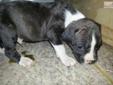 Price: $800
Male American Staffordshire Terrier puppy for sale. AKC registered American Staffordshire Terriers. Champion bloodline (Woods,Cirkle-C,Ruffian). Maternal great-grandmother is AKC Best of Breed 2006--CH. Ridalls Im Picture Perfect. Mom is a