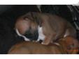 Price: $300
This advertiser is not a subscribing member and asks that you upgrade to view the complete puppy profile for this Boxer, and to view contact information for the advertiser. Upgrade today to receive unlimited access to NextDayPets.com. Your