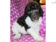 Price: $600
Lucas is a vibrant and simply adorable Chocolate & White Parti Standard Poodle. Lucas loves to follow people everywhere. He is extremely smart and never has to be shown something twice. Lucas will be easy to train and will make anyone just