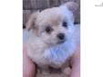 Price: $450
This advertiser is not a subscribing member and asks that you upgrade to view the complete puppy profile for this Poma-Poo - Pomapoo, and to view contact information for the advertiser. Upgrade today to receive unlimited access to