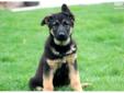 Price: $525
This handsome German Shepherd puppy has European Bloodlines. He is a spirited puppy who is up for any adventure! This puppy is AKC registered, vet checked, vaccinated, wormed and has a 1 year genetic health guarantee. His daddy is Hip