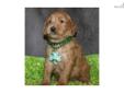 Price: $800
Our sweet doodles are our treasure!! We are proudly owned by three goldendoodles who are charming, smart, people-loving and very sociable, but best of all they are awesome friends and great therapy dogs. They have excelled in the puppy