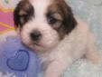 Price: $500
VIDEO OF THIS LOVELY PUPPY IS AVAILABLE ON OUR WEBSITE AT: http://www.newdesignskennel.com Adorable little Lucky is a Teddy Bear boy who is looking for his perfect family. Teddy Bears are a cross between a purebred Bichon Frise and a purebred