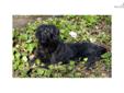 Price: $850
Lucy is a precious FB1 Labradoodle. This sweet puppy will bring more happiness into your life! Lucy can be shipped if needed to most major airports for a fee of $325, which will get her home to you with up to date vaccinations and in perfect