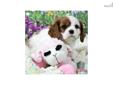 Price: $900
This advertiser is not a subscribing member and asks that you upgrade to view the complete puppy profile for this Cavalier King Charles Spaniel, and to view contact information for the advertiser. Upgrade today to receive unlimited access to