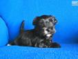 Price: $600
This is Lacey! This is an adorable Morkie Puppy. Mom is a beautiful Yorkshire terrier and dad is a sweet, sweet Maltese. This little lady was born April 1st and will be ready May 27th for her new forever home. She is ACHC registered, comes