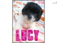 Price: $600
Lucy is a little black and white teddy bear puppy! A teddy bear is a bichon and shih tzu mix! She currently weighs 1.15 pounds and is full of energy! She is ready to find her furrever home! She is up to date on her vaccinations, micro chipped,