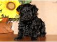 Price: $450
This active, little Yorkiepoo puppy is full of life! He is vet checked, vaccinated, wormed and health guaranteed. This puppy is adventurous, mischievous and a ball of energy! His date of birth is February 7th. His momma is a family pet who