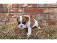 Price: $800
This advertiser is not a subscribing member and asks that you upgrade to view the complete puppy profile for this English Bulldog, and to view contact information for the advertiser. Upgrade today to receive unlimited access to