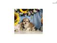 Price: $475
Maltese / Shih Tzu puppy for sale. Up-to-date on vaccinations and ready to go. Shipping is available. Please call us for more details if you are interested... 570-966-2990 (calls only - no emails)
Source: