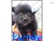 Price: $450
This little girl is ckc registered, microchipped and current on her vaccinations, Luna is tiny, she currently weighs 1.14 lbs. Luna is health guaranteed and ready to meet her new family. Financing is available 6 month 0% interest if approved.