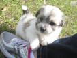 Price: $800
This advertiser is not a subscribing member and asks that you upgrade to view the complete puppy profile for this Havanese, and to view contact information for the advertiser. Upgrade today to receive unlimited access to NextDayPets.com. Your