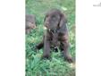 Price: $950
This advertiser is not a subscribing member and asks that you upgrade to view the complete puppy profile for this Labrador Retriever, and to view contact information for the advertiser. Upgrade today to receive unlimited access to