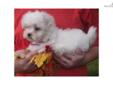 Price: $689
This advertiser is not a subscribing member and asks that you upgrade to view the complete puppy profile for this Maltese, and to view contact information for the advertiser. Upgrade today to receive unlimited access to NextDayPets.com. Your