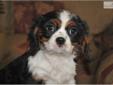 Price: $1200
Maddie is just so adorable. She is petite...sweet...loving and very playful. She has that perfect Cavalier personality, she loves to cuddle with you! She will bless you and your family. She is very social. Champion bloodlines. Mom and Dad are