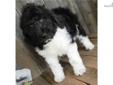 Price: $500
MOTHER'S DAY SPECIAL....PRICE REDUCTION!!! NON-SHEDDING & HYPOALLERGENIC! Maddie is a enchanting little girl with such a striking appearance She looks like a white puppy covered with a black blanket!! A Sheepadoodle is a cross between a