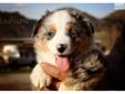 Price: $1000
This advertiser is not a subscribing member and asks that you upgrade to view the complete puppy profile for this Australian Shepherd, and to view contact information for the advertiser. Upgrade today to receive unlimited access to