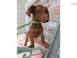 Price: $400
Mae is a beautiful mini dachshund, she is a tiny precious little girl. Mae has a chocolate nose and beautiful green eyes. This baby is ckc registered, microchipped and current on her vaccines and heartworm/flea and tic preventative, mae is