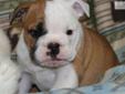 Price: $1500
Maggie is gorgeous!! ACA registered. Our puppies come with a vet checkup, health guarantee, shots and dewormings. Our puppies are family raised. Please visit our website www.sunnysidepuppies.com There is a video of this litter to watch on our