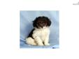 Price: $475
Adorable registered Japanese Chin/Miniature Poodle puppy for sale. Up-to-date on vaccinations and ready to go. Shipping is available. Please call us for more details if you are interested... 570-966-2990 (calls only - no emails)
Source: