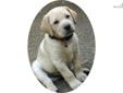 Price: $1350
This advertiser is not a subscribing member and asks that you upgrade to view the complete puppy profile for this Labrador Retriever, and to view contact information for the advertiser. Upgrade today to receive unlimited access to