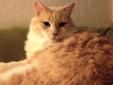 This is LOUIE- 4 year old Male neutered Maine Coon mix Sweet calm loving mellow all describe this wonderful guy! He would love to find a nice spot to relax and watch TV with his new family! Does well with other kitties and is just a perfect example of