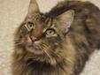I'm Bruno, and I'm a five- or six-year-old Maine Coon mix. I was found at a school, in the snow and starving to death. Even though I've been at Andy's Friends a couple weeks, I'm still incredibly skinny. You can't tell from looking at me, because my thick