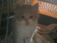 This kitten was rescued in Camden with his brother Charlie Brown. They are to young now to go into a home but when they reach 8 or 9 weeks old they will be considered. Please visit our website at http://www.petfinder.com/petdetail/22790237