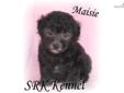 Price: $400
Maisie is absolutely gorgeous! She is extravagantly stunning in appearance, therapeutic to the touch and oh so cuddly soft! Maisie is a gorgeous black. She has a very nice thick hair coat, strong coloring and a coat that is starting to show a