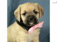 Price: $375
This little guy is ICA registered. He is a Pugglepoo. 1/2 Puggle, 1/2 Mini Poodle. Shipping charges are $250 with American Airlines. For more information, please visit our website at www.dogwoodacrepuppies.com, call 918 781 2503, or email .