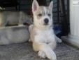 Price: $700
This advertiser is not a subscribing member and asks that you upgrade to view the complete puppy profile for this Wolf Hybrid, and to view contact information for the advertiser. Upgrade today to receive unlimited access to NextDayPets.com.