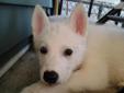 Price: $700
This advertiser is not a subscribing member and asks that you upgrade to view the complete puppy profile for this Wolf Hybrid, and to view contact information for the advertiser. Upgrade today to receive unlimited access to NextDayPets.com.