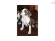 Price: $850
This advertiser is not a subscribing member and asks that you upgrade to view the complete puppy profile for this American Pit Bull Terrier, and to view contact information for the advertiser. Upgrade today to receive unlimited access to