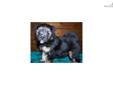 Price: $800
This advertiser is not a subscribing member and asks that you upgrade to view the complete puppy profile for this Lowchen, and to view contact information for the advertiser. Upgrade today to receive unlimited access to NextDayPets.com. Your