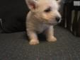 Price: $700
FULL akc male
Source: http://www.nextdaypets.com/directory/dogs/d5f8ab3a-bca1.aspx