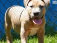 Price: $3000
This advertiser is not a subscribing member and asks that you upgrade to view the complete puppy profile for this American Pit Bull Terrier, and to view contact information for the advertiser. Upgrade today to receive unlimited access to