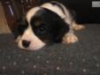 Price: $600
Tri Colored, Sir Ireland imported.
Source: http://www.nextdaypets.com/directory/dogs/8db2d1af-4b31.aspx