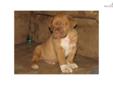Price: $1600
This advertiser is not a subscribing member and asks that you upgrade to view the complete puppy profile for this Dogue De Bordeaux, and to view contact information for the advertiser. Upgrade today to receive unlimited access to