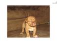 Price: $1600
This advertiser is not a subscribing member and asks that you upgrade to view the complete puppy profile for this Dogue De Bordeaux, and to view contact information for the advertiser. Upgrade today to receive unlimited access to