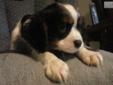 Price: $600
Tri Colored. Sir Ireland imported.
Source: http://www.nextdaypets.com/directory/dogs/2fd7f9c2-f6e1.aspx