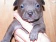 Price: $2500
This advertiser is not a subscribing member and asks that you upgrade to view the complete puppy profile for this American Pit Bull Terrier, and to view contact information for the advertiser. Upgrade today to receive unlimited access to