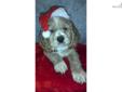Price: $250
This advertiser is not a subscribing member and asks that you upgrade to view the complete puppy profile for this Cocker Spaniel, and to view contact information for the advertiser. Upgrade today to receive unlimited access to NextDayPets.com.