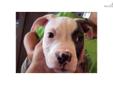 Price: $500
This advertiser is not a subscribing member and asks that you upgrade to view the complete puppy profile for this American Bulldog, and to view contact information for the advertiser. Upgrade today to receive unlimited access to